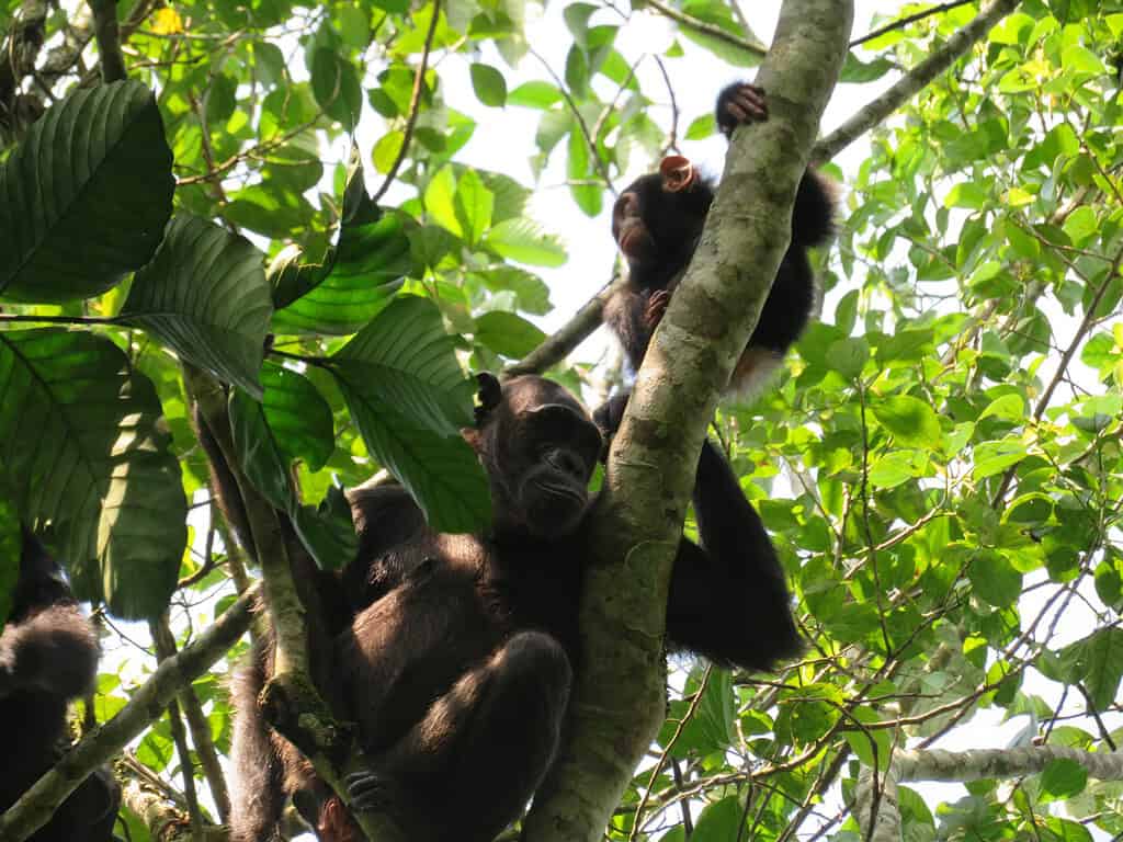 An adult female chimpanzee is high in a tree with her baby chimp sitting next to her on a branch.