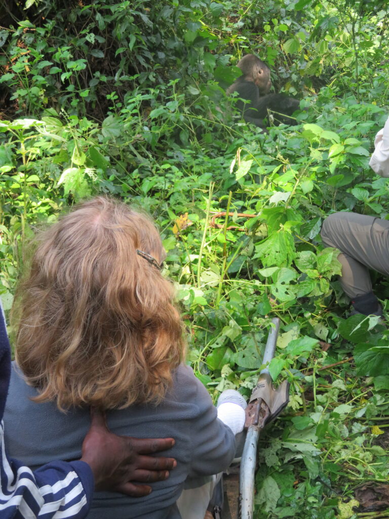 A blonde haired woman in a grey shirt is sitting in adapted chair in the middle of the jungle looking at a mountain gorilla.  My safari planning tip is decide what experiences you'd like to have to help you plan your trip.